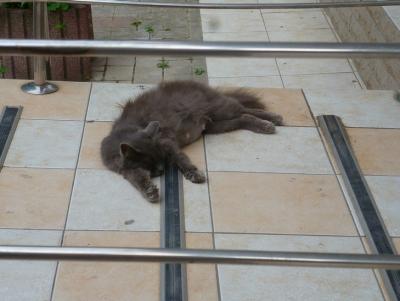 Прикрепленное изображение: P1070538.jpg